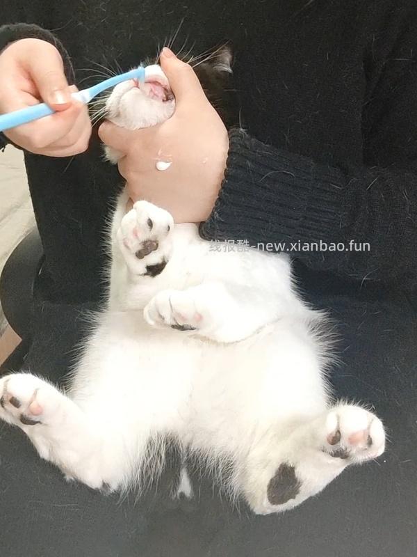 【科普】猫刷牙姿势教程2.0 - 线报酷