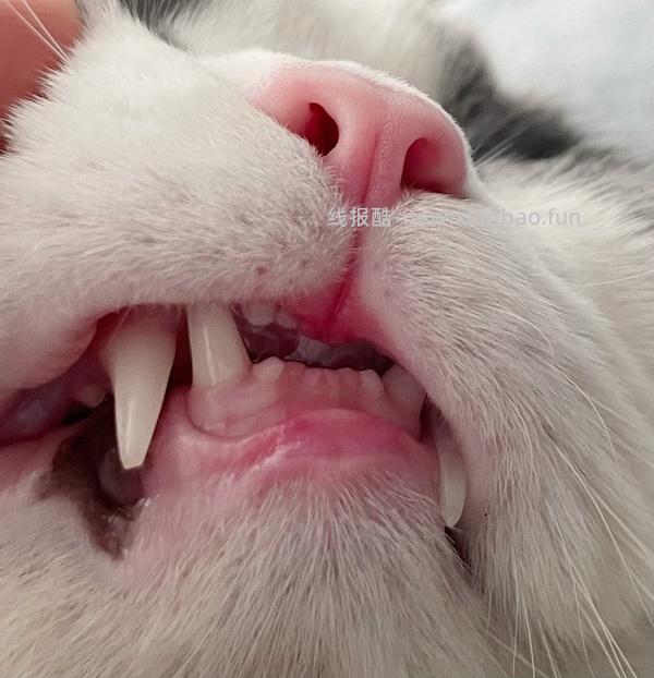 讨论/【科普】猫刷牙详细图文教程2.0 - 线报酷