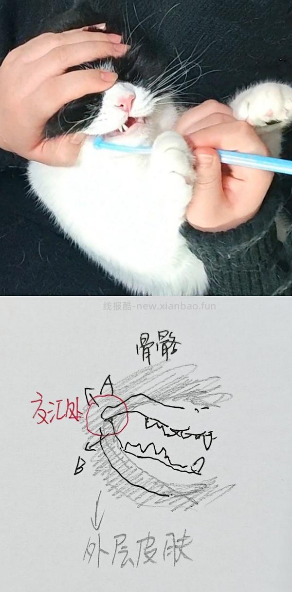 讨论/【科普】猫刷牙详细图文教程2.0 - 线报酷