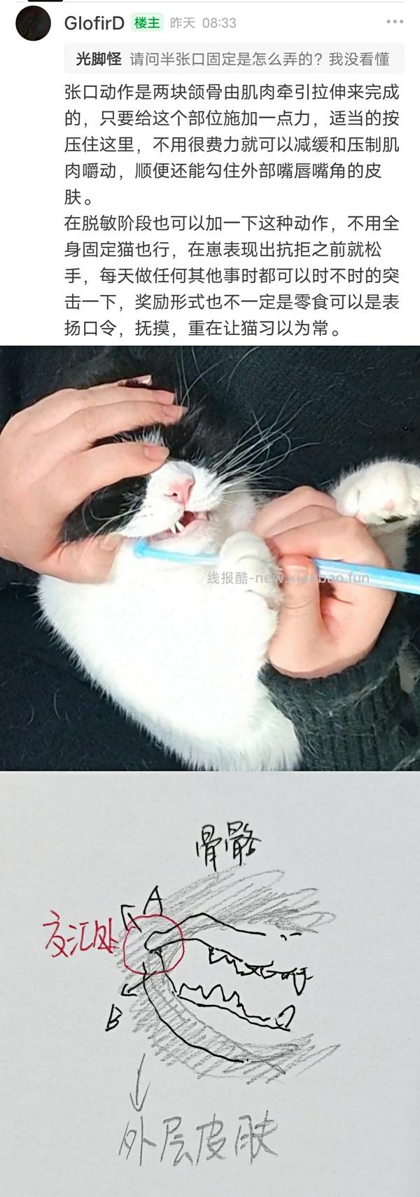 【科普】猫刷牙姿势教程2.0 - 线报酷