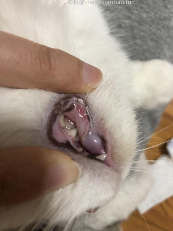 【科普】牙科问题和普通内科问题都可以留言，看到会回复 - 线报酷