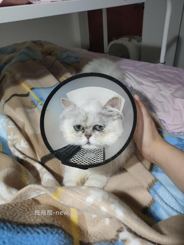 讨论/【科普】手把手教你解决猫咪泪痕！日常眼睛清理！！（加菲） - 线报酷