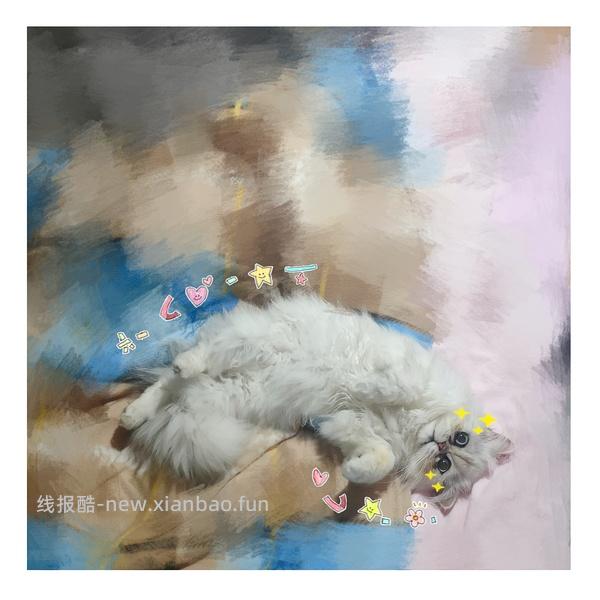 讨论/【科普】手把手教你解决猫咪泪痕！日常眼睛清理！！（加菲） - 线报酷