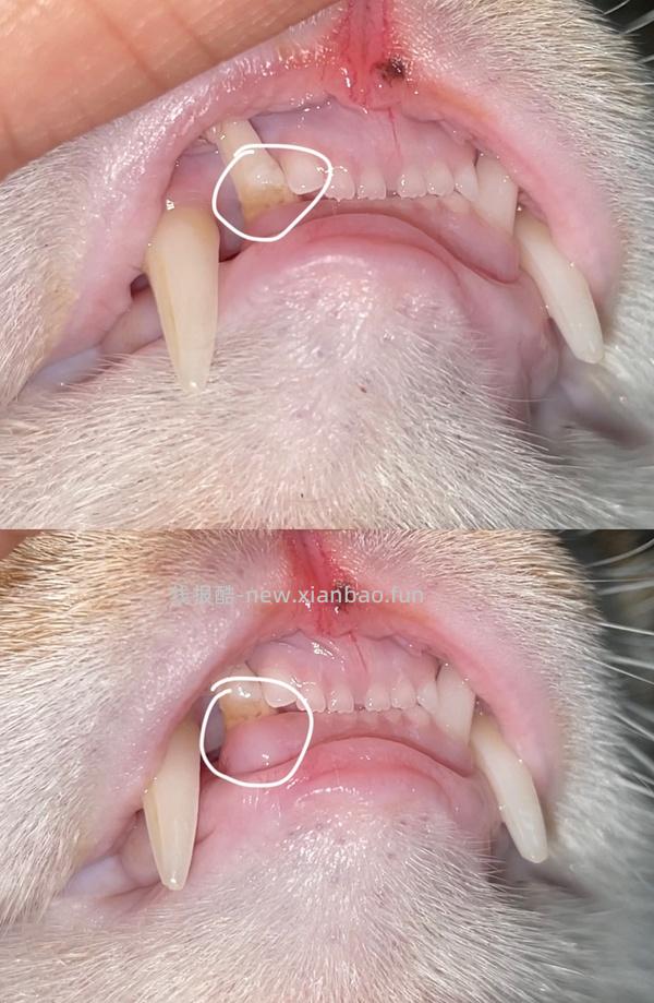 【科普】牙科问题和普通内科问题都可以留言，看到会回复 - 线报酷