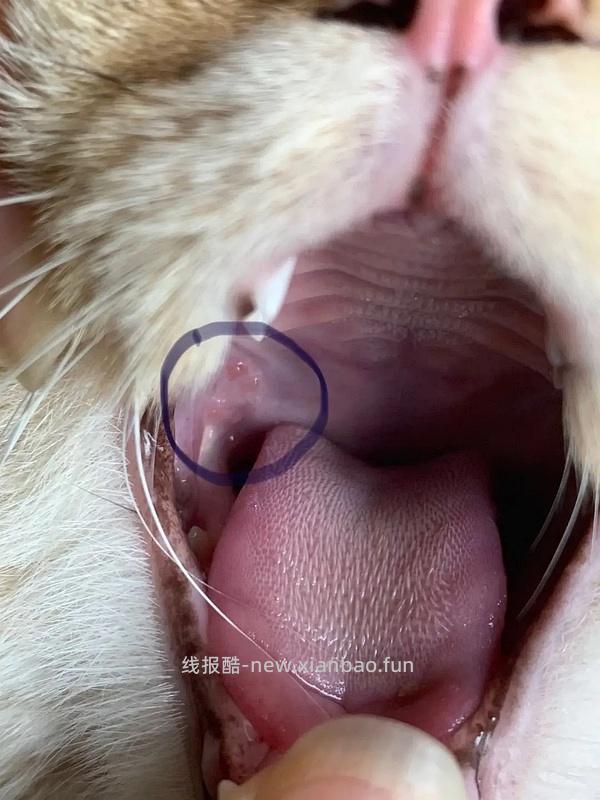 【科普】牙科问题和普通内科问题都可以留言，看到会回复 - 线报酷