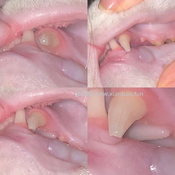 【科普】牙科问题和普通内科问题都可以留言，看到会回复 - 线报酷