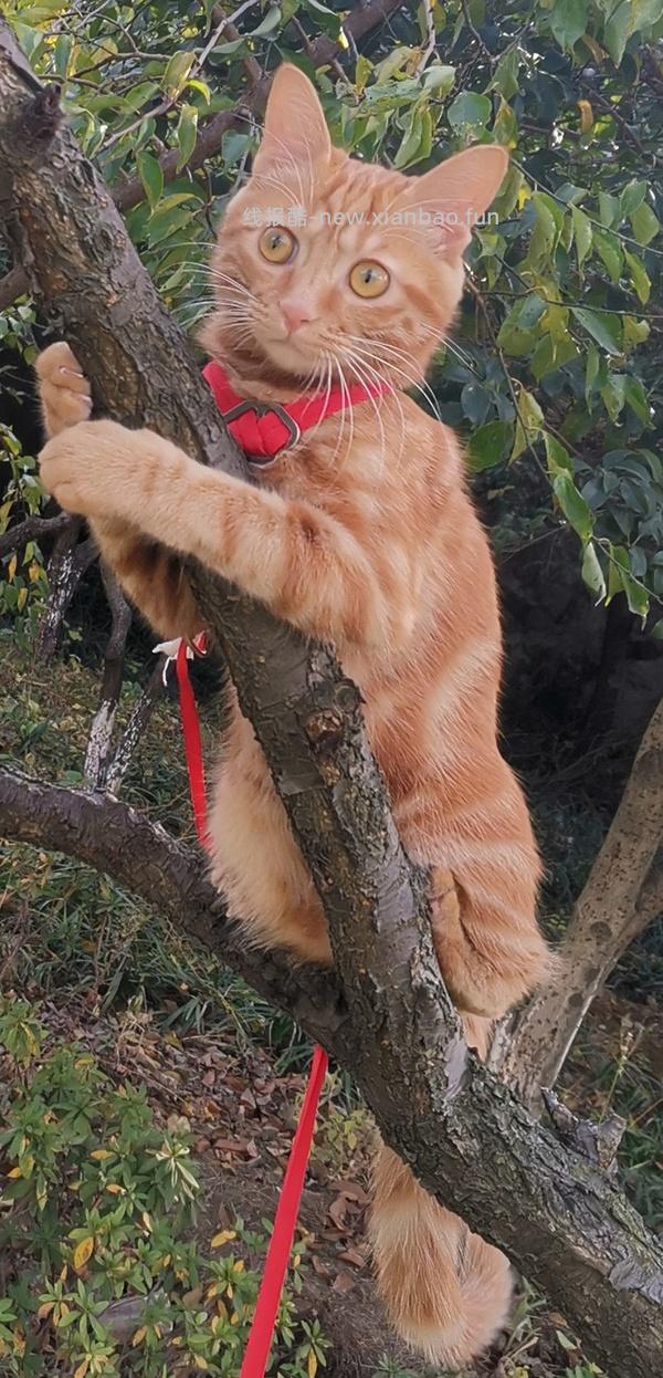 讨论/【教程】进阶版教程——如何将不到10块钱的牵引绳改造成100+的科学牵引绳 - 线报酷