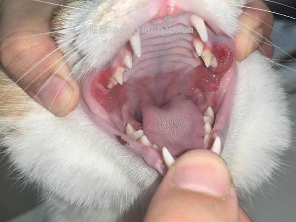 【科普】牙科问题和普通内科问题都可以留言，看到会回复 - 线报酷