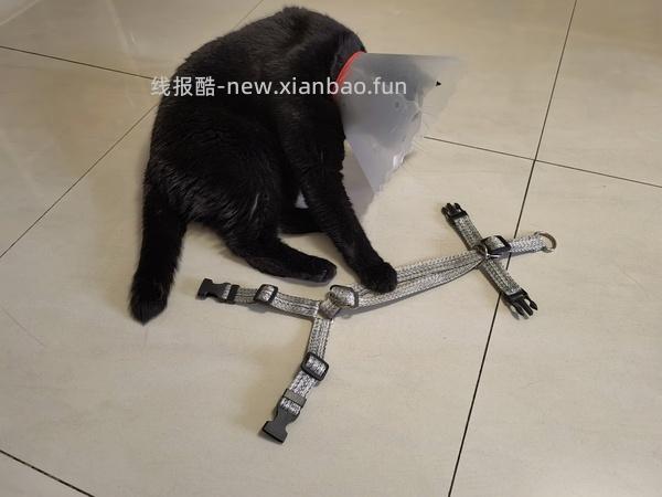 讨论/【教程】进阶版教程——如何将不到10块钱的牵引绳改造成100+的科学牵引绳 - 线报酷