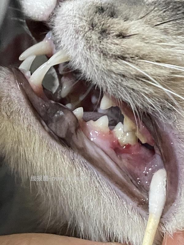 【科普】牙科问题和普通内科问题都可以留言，看到会回复 - 线报酷