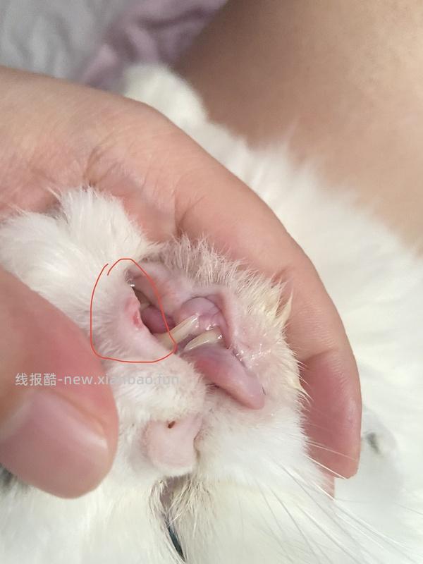 【科普】牙科问题和普通内科问题都可以留言，看到会回复 - 线报酷