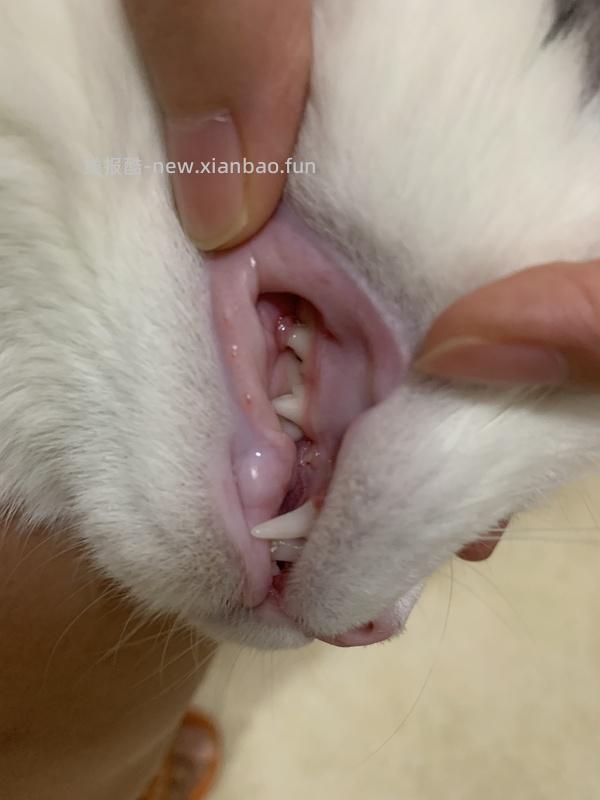 【科普】牙科问题和普通内科问题都可以留言，看到会回复 - 线报酷