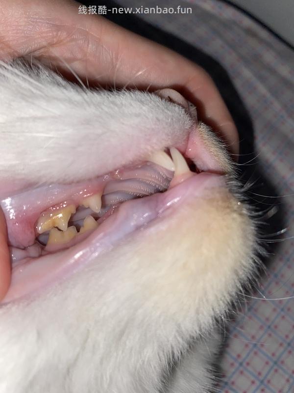 【科普】牙科问题和普通内科问题都可以留言，看到会回复 - 线报酷