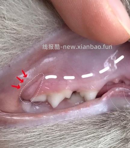 【科普】牙科问题和普通内科问题都可以留言，看到会回复 - 线报酷