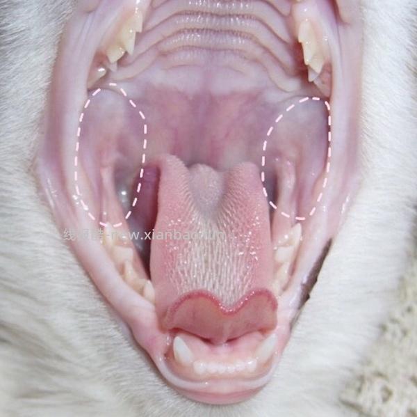 【科普】牙科问题和普通内科问题都可以留言，看到会回复 - 线报酷