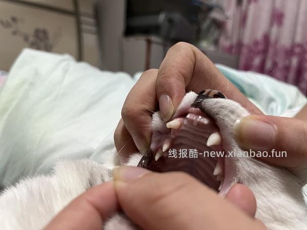 【科普】牙科问题和普通内科问题都可以留言，看到会回复 - 线报酷