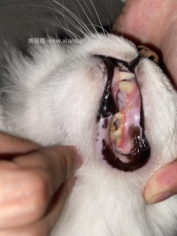 【科普】牙科问题和普通内科问题都可以留言，看到会回复 - 线报酷