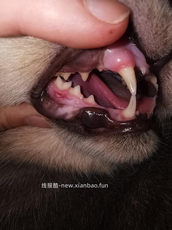 【科普】牙科问题和普通内科问题都可以留言，看到会回复 - 线报酷