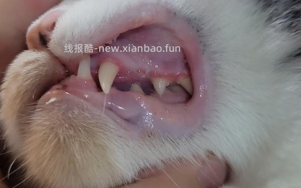 【科普】牙科问题和普通内科问题都可以留言，看到会回复 - 线报酷