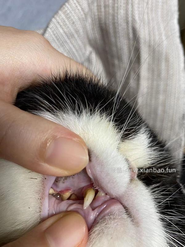 【科普】牙科问题和普通内科问题都可以留言，看到会回复 - 线报酷