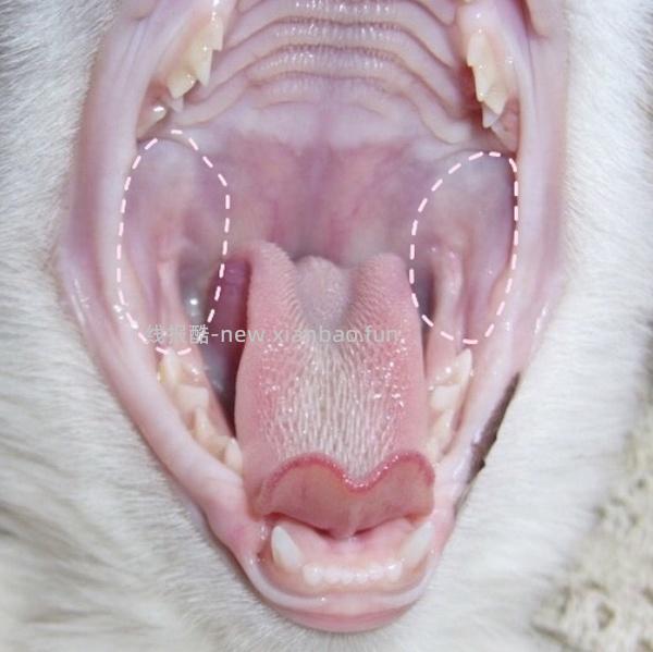 【科普】牙科问题和普通内科问题都可以留言，看到会回复 - 线报酷