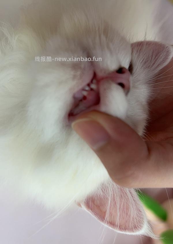 【科普】牙科问题和普通内科问题都可以留言，看到会回复 - 线报酷