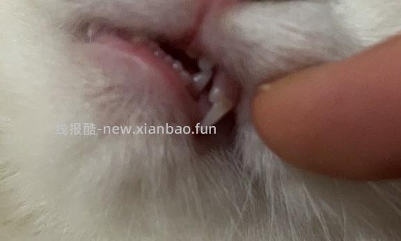 【科普】牙科问题和普通内科问题都可以留言，看到会回复 - 线报酷