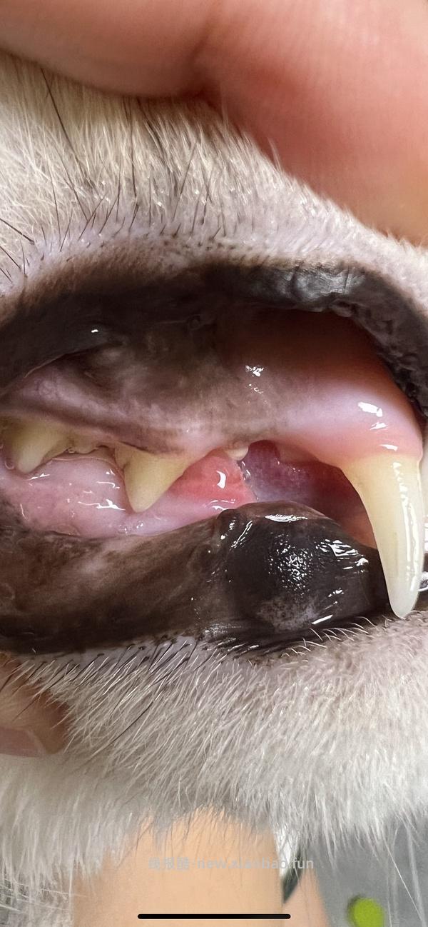 讨论/【科普】口炎的辨别 - 线报酷