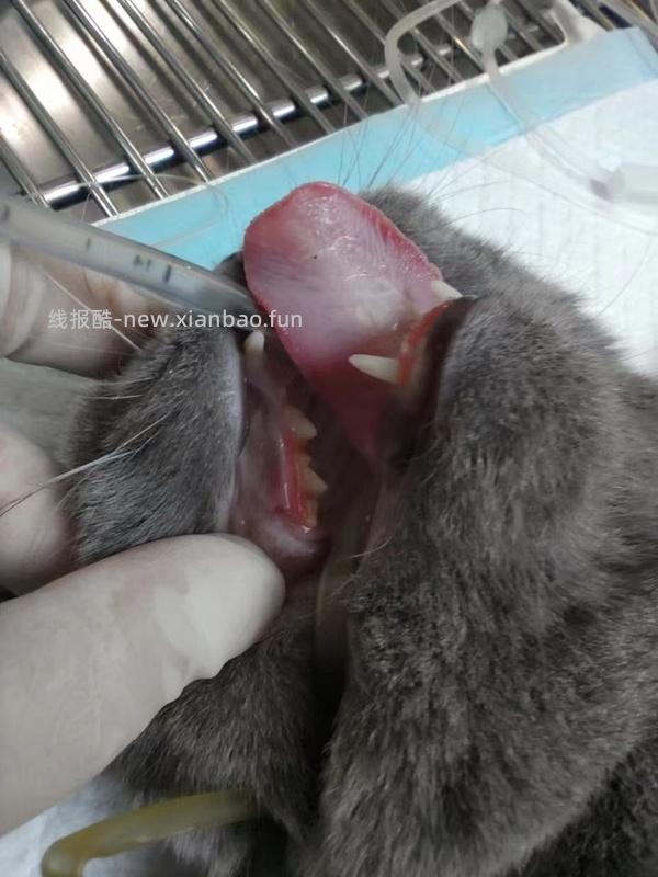 讨论/【科普】口炎的辨别 - 线报酷