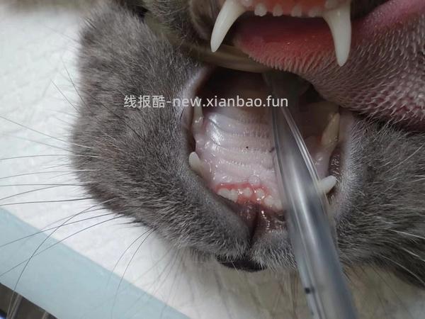 讨论/【科普】口炎的辨别 - 线报酷