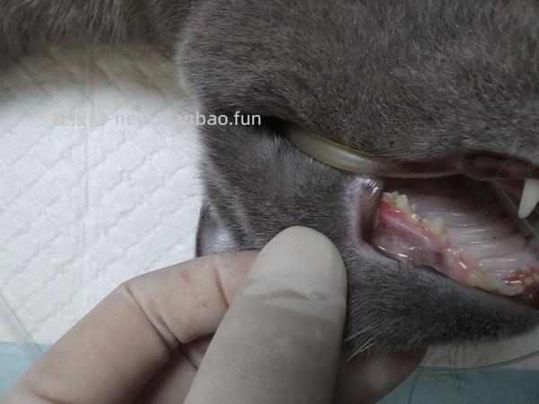 讨论/【科普】口炎的辨别 - 线报酷