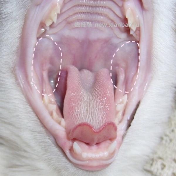 讨论/【科普】口炎的辨别 - 线报酷