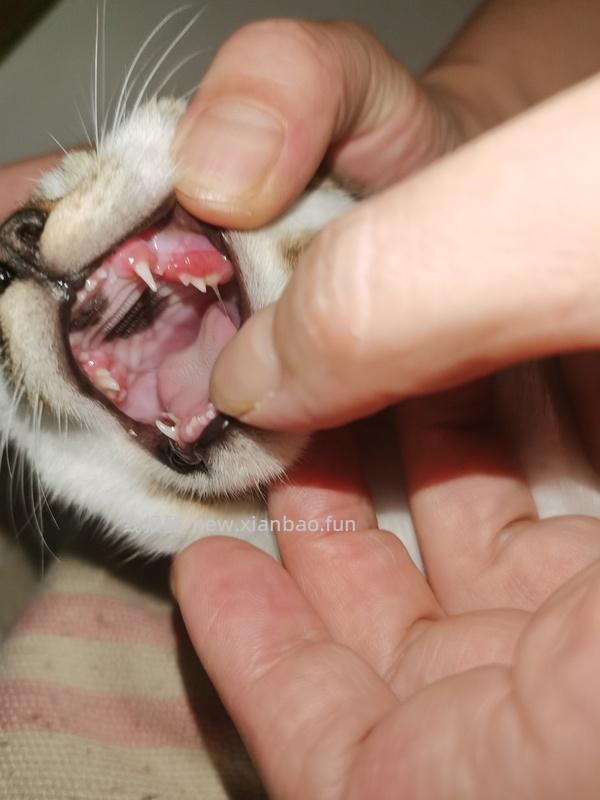 讨论/【科普】口炎的辨别 - 线报酷