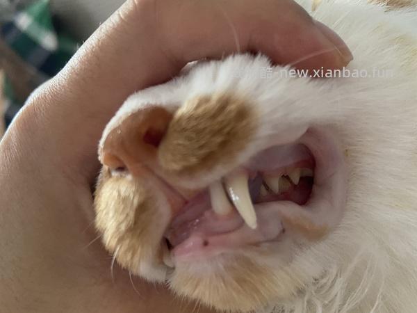 讨论/【科普】口炎的辨别 - 线报酷