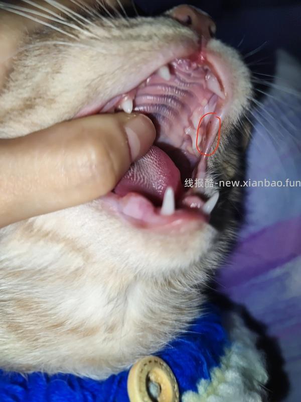 讨论/【科普】口炎的辨别 - 线报酷