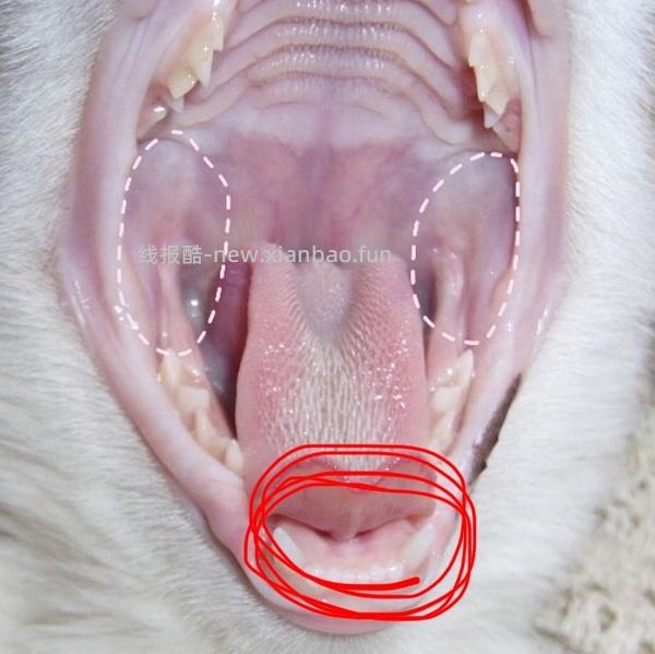 【科普】牙科问题和普通内科问题都可以留言，看到会回复 - 线报酷