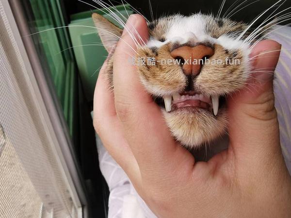 【科普】牙科问题和普通内科问题都可以留言，看到会回复 - 线报酷