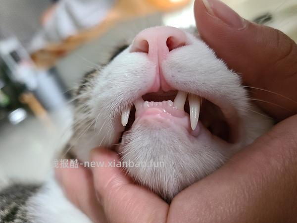 【科普】牙科问题和普通内科问题都可以留言，看到会回复 - 线报酷