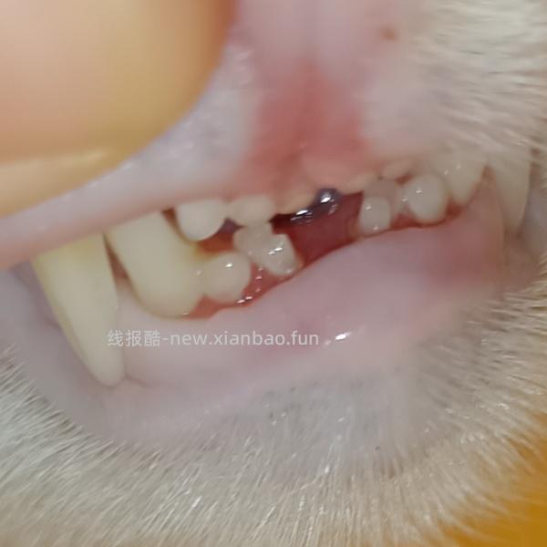 【科普】牙科问题和普通内科问题都可以留言，看到会回复 - 线报酷