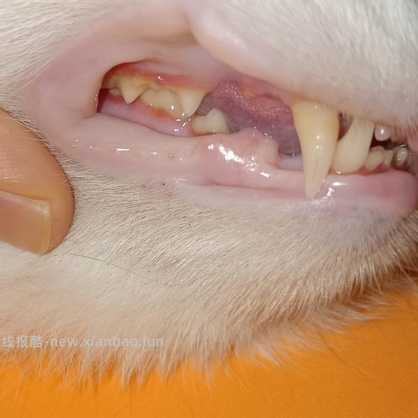 【科普】牙科问题和普通内科问题都可以留言，看到会回复 - 线报酷