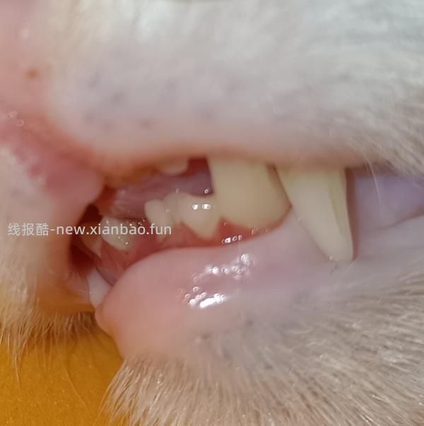 【科普】牙科问题和普通内科问题都可以留言，看到会回复 - 线报酷