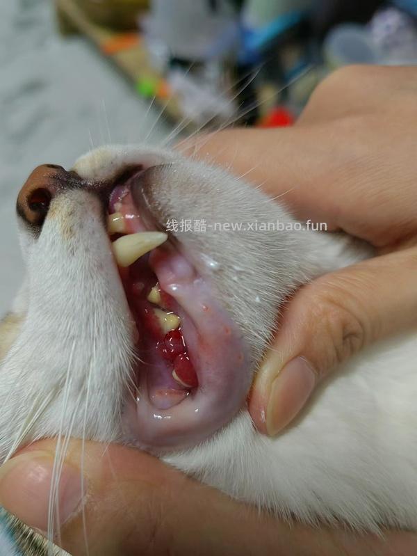 【科普】牙科问题和普通内科问题都可以留言，看到会回复 - 线报酷