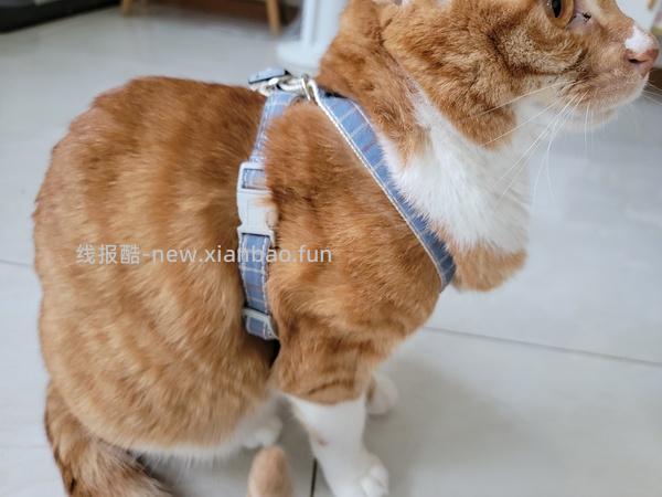 讨论/【教程】进阶版教程——如何将不到10块钱的牵引绳改造成100+的科学牵引绳 - 线报酷