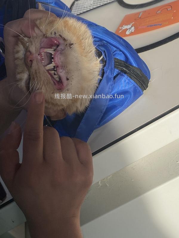 讨论/【科普】口炎的辨别 - 线报酷