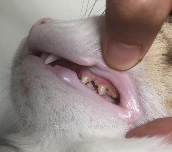 【科普】牙科问题和普通内科问题都可以留言，看到会回复 - 线报酷