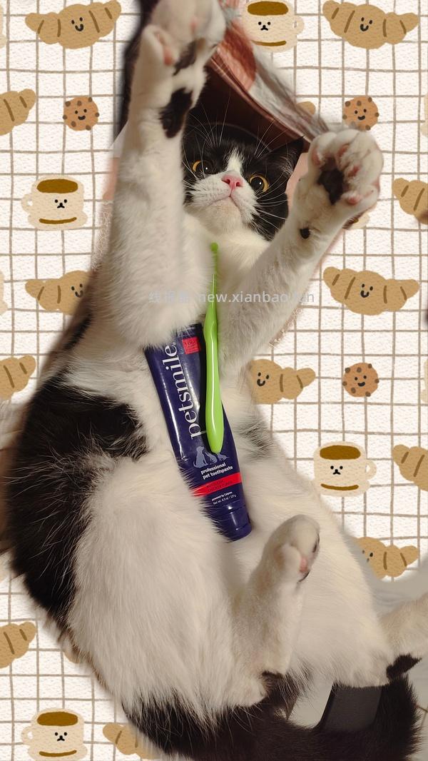 讨论/【科普】猫刷牙详细图文教程2.0 - 线报酷