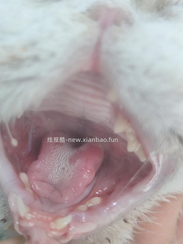 讨论/【科普】口炎的辨别 - 线报酷