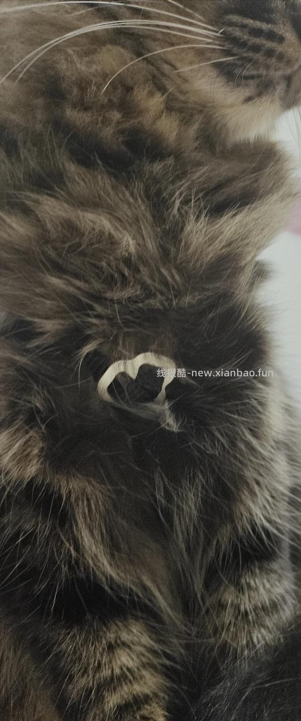 讨论/【教程】进阶版教程——如何将不到10块钱的牵引绳改造成100+的科学牵引绳 - 线报酷