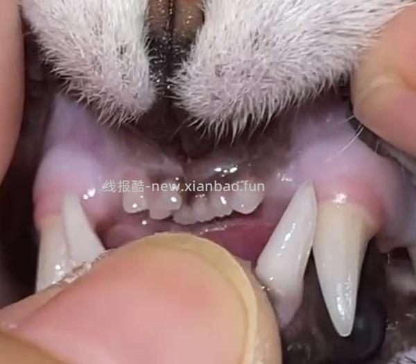 【科普】牙科问题和普通内科问题都可以留言，看到会回复 - 线报酷