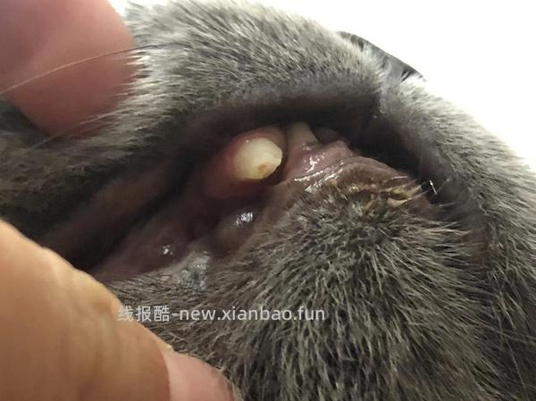 【科普】牙科问题和普通内科问题都可以留言，看到会回复 - 线报酷